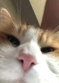 人浪中想真心告白by蓝胡子