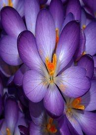 春梦易醒来是什么生肖