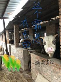 这个霸总是我的