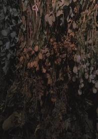 雀类鸟名称与图片大全