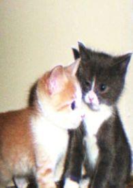 穿成五十年代首富家的娇小姐